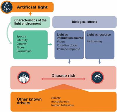 Artificial Light as a Modulator of Mosquito-Borne Disease Risk